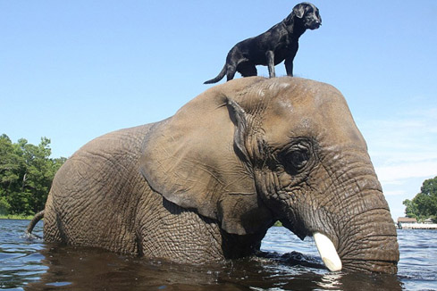 Photos - une amiti&eacute; insolite entre un &eacute;l&eacute;phant et un chien