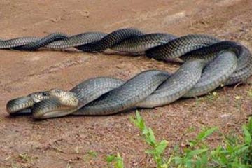 En images: l'accouplement de serpents