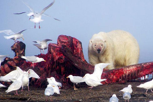Photos - des ours polaires d&eacute;vorent un cadavre de baleine