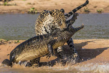 Un jaguar attaque un crocodile