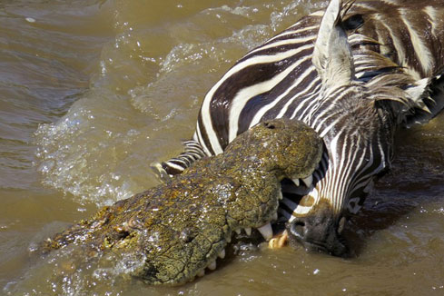 Kenya: un petit z&egrave;bre attaqu&eacute; par un crocodile