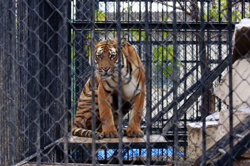 Un employ&eacute; du zoo de Shanghai tu&eacute; par un tigre
