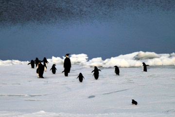 Photos - Les pingouins en Antarctique
