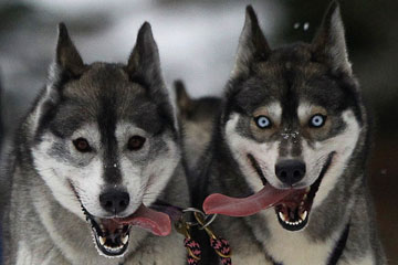 Ann&eacute;e 2013: une s&eacute;lection de photos sur des animaux