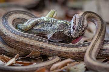 Cruel ! Un serpent avale un cam&eacute;l&eacute;on