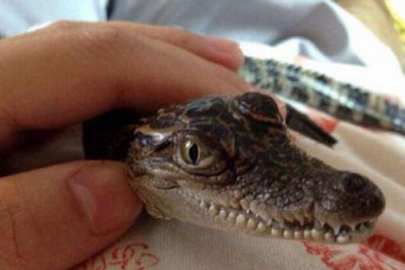 Chine : Un &eacute;tudiant vend un crocodile sur internet