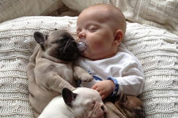 Ann&eacute;e 2013: une s&eacute;lection de photos sur le bulldog