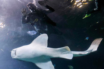 Photos: nager avec un requin z&egrave;bre!