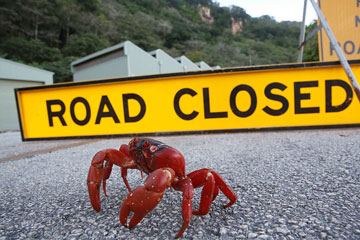 Australie: migration annuelle des crabes rouges de l'&icirc;le Christmas
