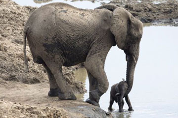 Un b&eacute;b&eacute; &eacute;l&eacute;phant sauv&eacute; par sa m&egrave;re d'un lac