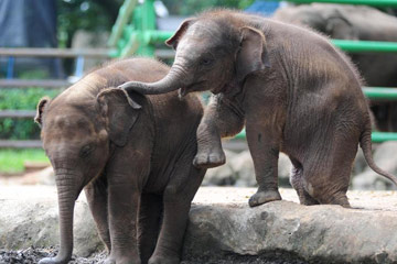 Photos d'adorables b&eacute;b&eacute;s &eacute;l&eacute;phants dans un zoo &agrave; Jakarta en Indon&eacute;sie
