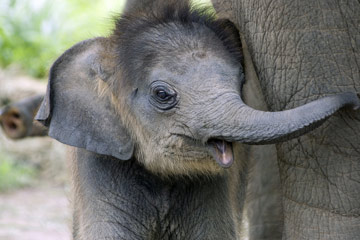 Des b&eacute;b&eacute;s animaux trop mignons
