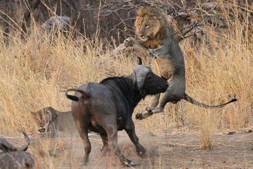 Un buffle en col&egrave;re fait voler un lion