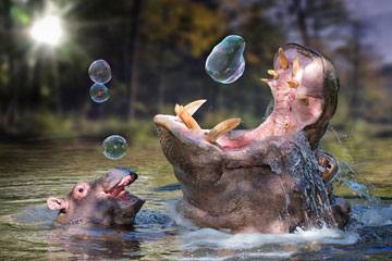 Un artiste suisse r&eacute;alise des photos d'animaux surr&eacute;alistes