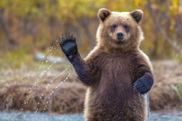 Un petit ours "salue" le photographe