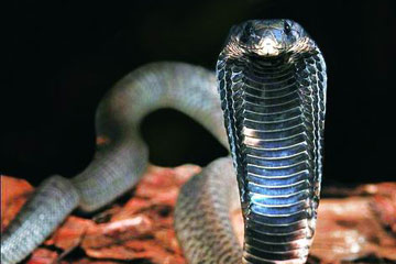 Photos: les serpents toxiques les plus dangereux