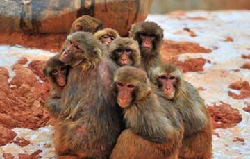 Comment les animaux r&eacute;sistent-ils au froid?