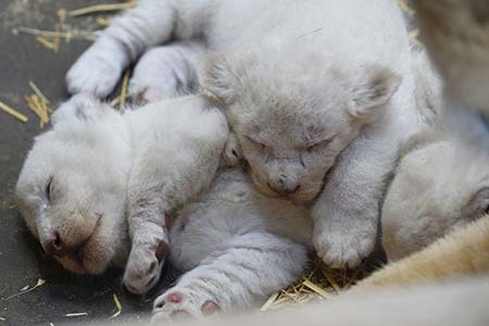 Naissance rarissime de trois lionceaux blancs