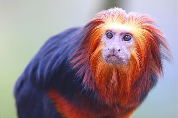 Photos d'adorables tamarins lions &agrave; t&ecirc;te dor&eacute;e en Belgique