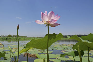 Chine: des fleurs de lotus à Yinchuan