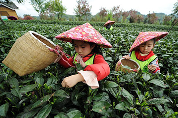 Chine : tourisme du th&eacute; au Guizhou