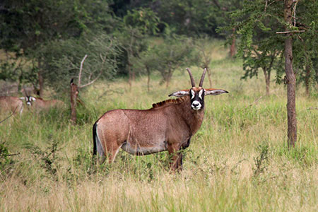 Des animaux dans le Parc national de l'Akagera au Rwanda