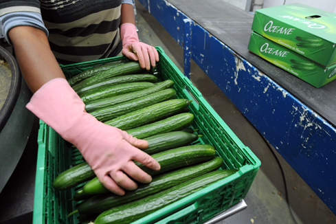 Allemagne : multiplication des intoxications dues &agrave; E. coli
