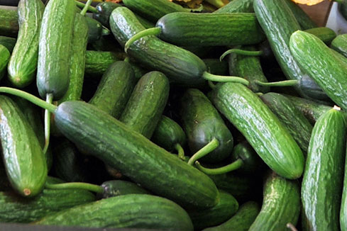 Allemagne: la bact&eacute;rie meurtri&egrave;re &agrave; nouveau retrouv&eacute;e sur des concombres