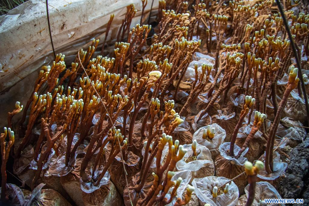 Jijel : Des cadres des services agricoles formés à la culture de champignons  – Horizons