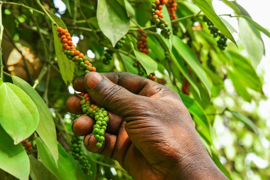 Saison de la récolte du poivre blanc de Penja au Cameroun - Xinhua