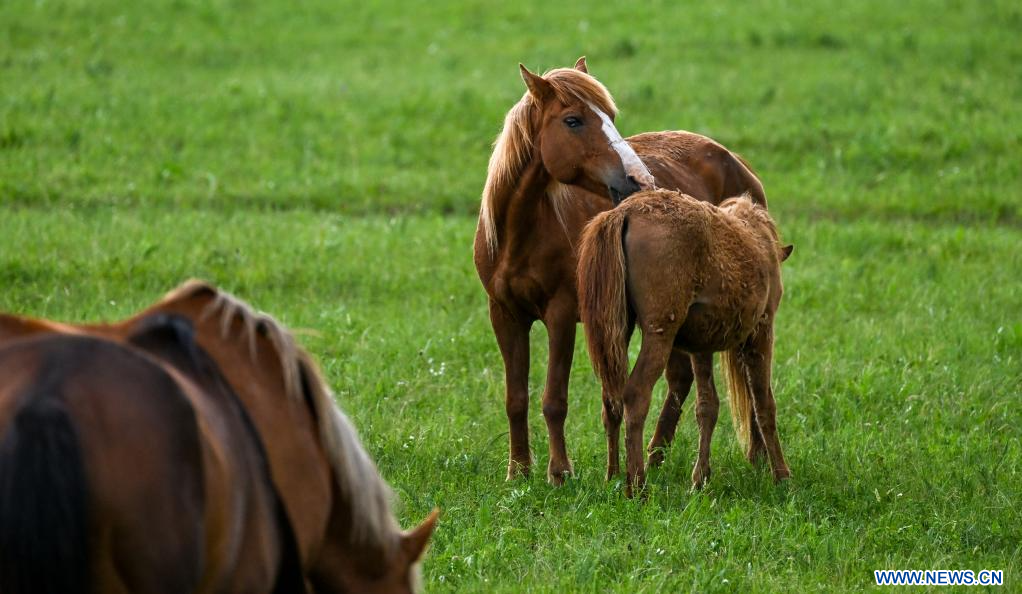 Image showcasing French Country Décor | Vintage-Inspired Provincial Accents