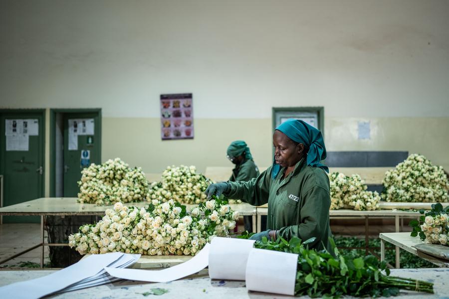 Photo prise le 29 octobre 2024 montrant des ouvriers de Karen Roses taillant des fleurs dans un atelier à Nairobi, au Kenya. (Xinhua/Wang Guansen)