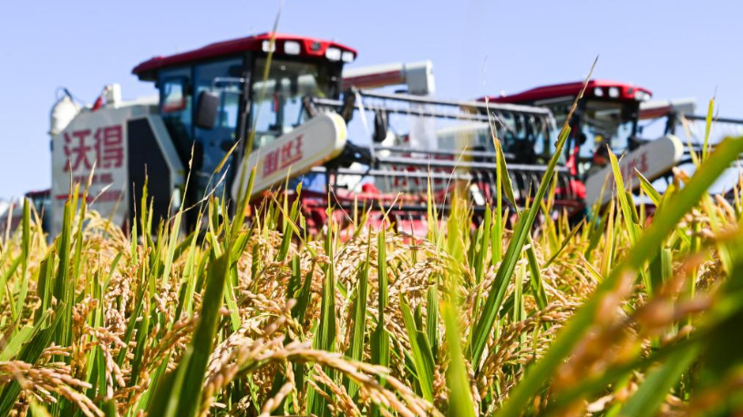 Chine : la production céréalière dépasse 700 millions de tonnes en 2024, un niveau record